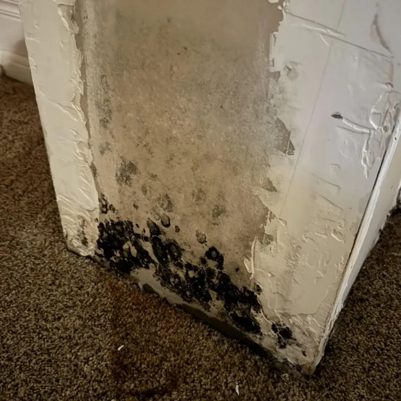 Professional Mold Removal in Guntown, MS